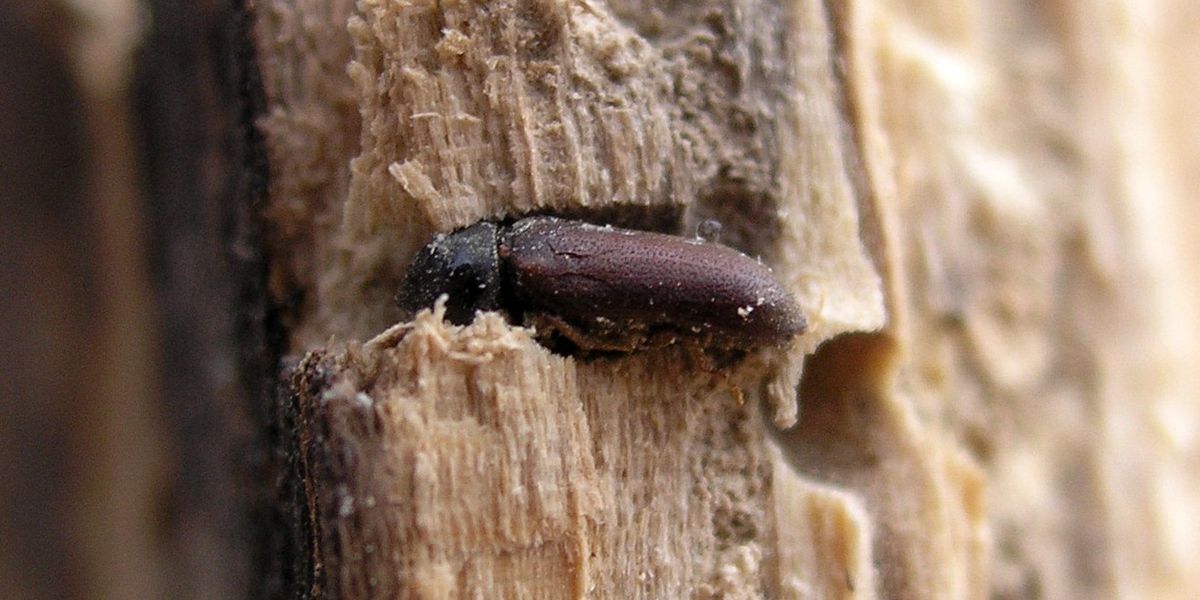 Les vrillettes du bois : dangers cachés et solutions d'éradication