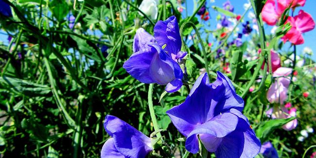 Découverte du pois de senteur, joyau parfumé des jardins