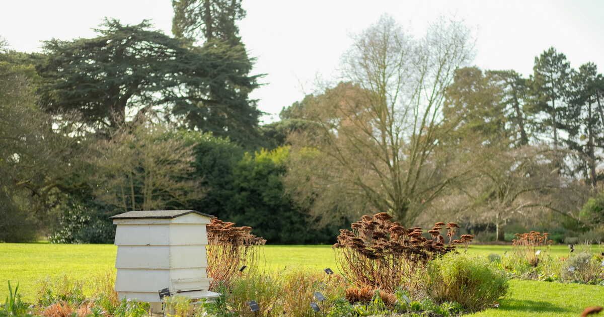 Installer une ruche dans votre jardin : un projet enrichissant