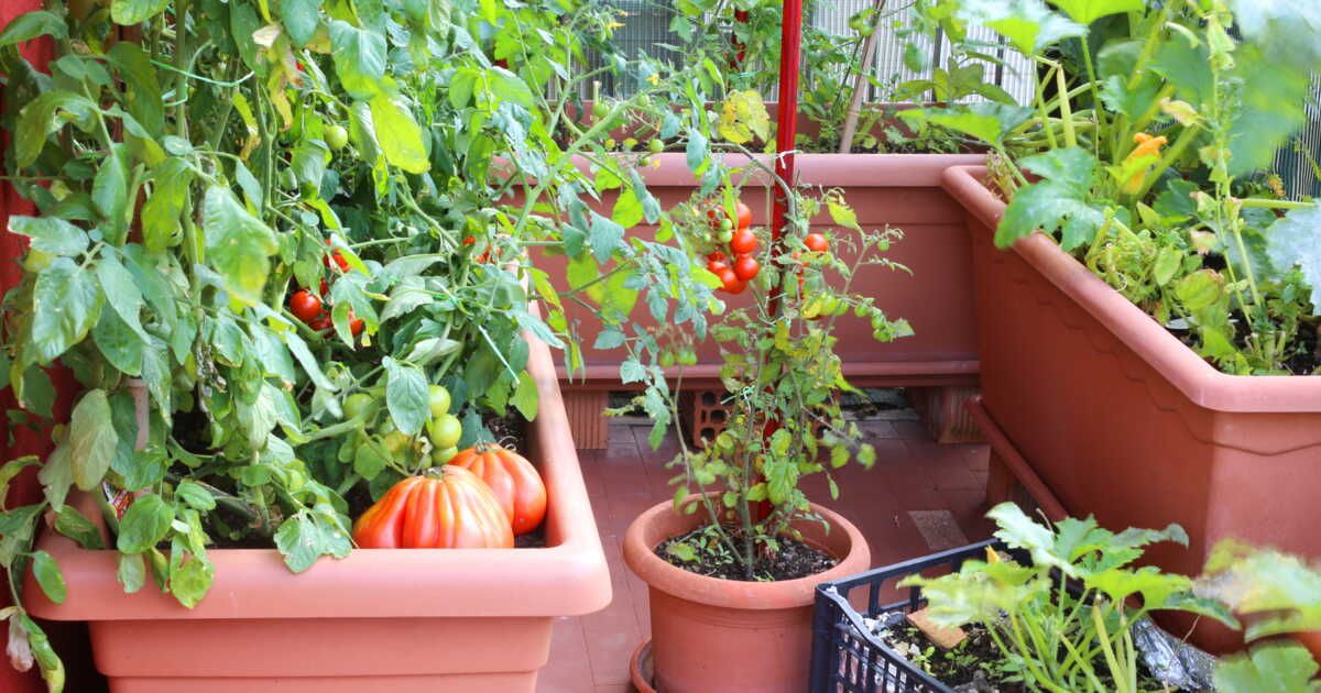 Cultiver ses fruits et légumes en pots : astuces et conseils pratiques