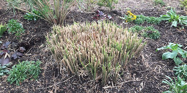 La taille des graminées : guide pratique et conseils de jardinage