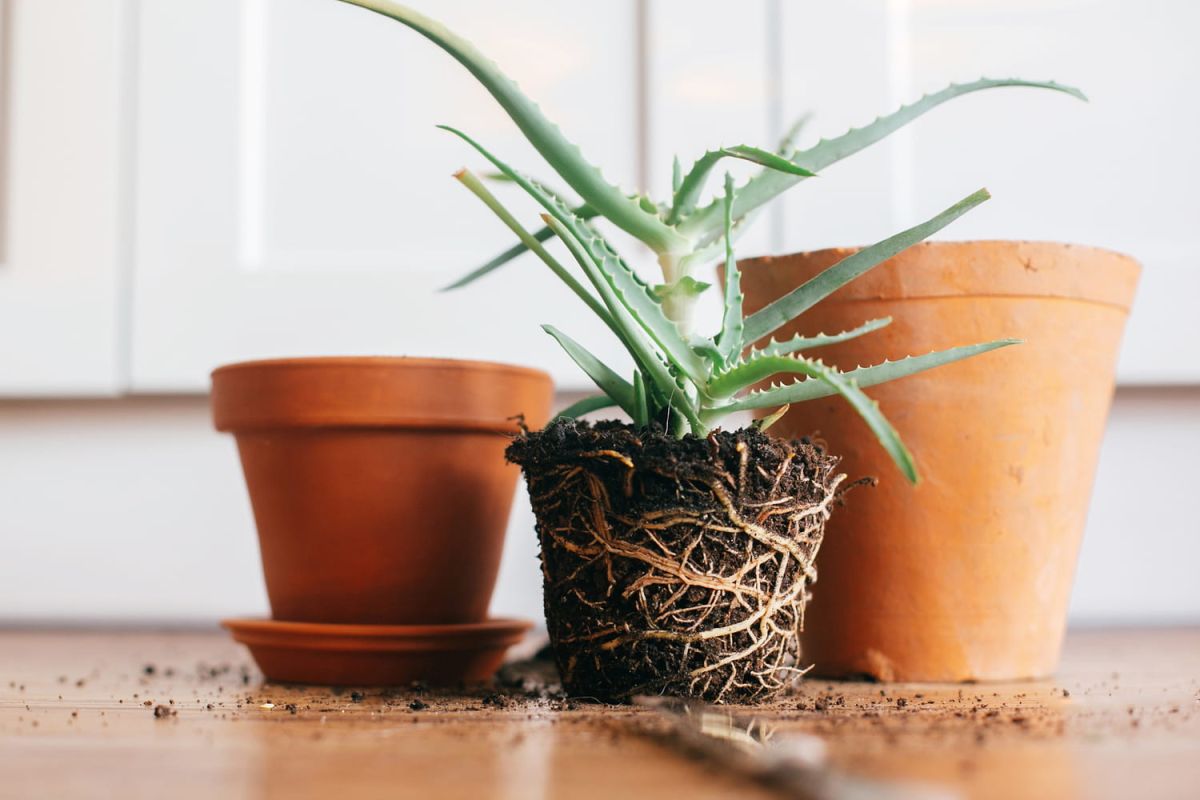 Rempoter une plante