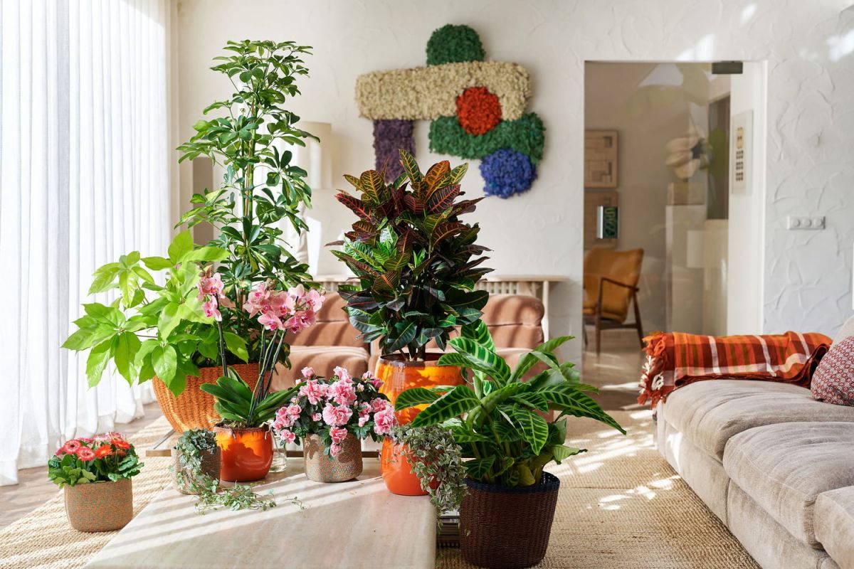 Apportez de la couleur à votre intérieur avec ces plantes tendance
