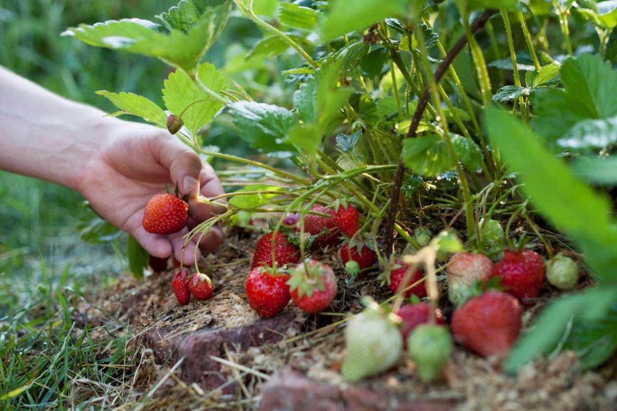 Multiplier vos fraisiers : les secrets pour une récolte abondante