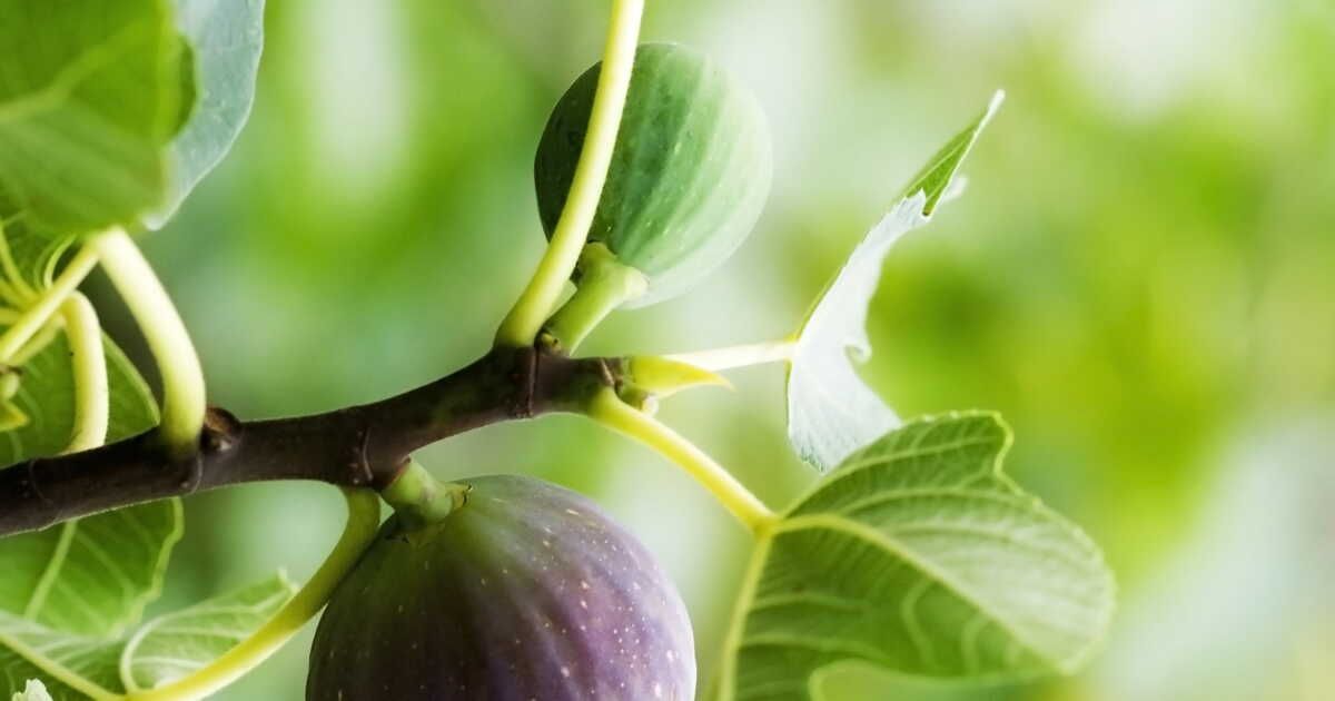 L'art de tailler le figuier pour une récolte optimale