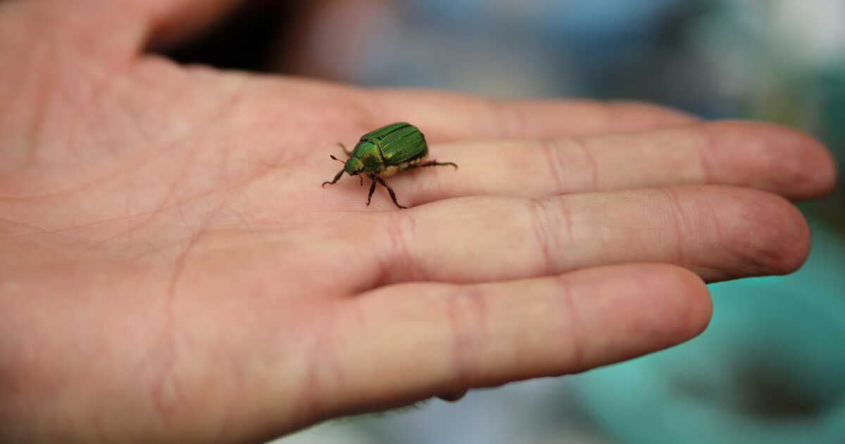 Comment déchiffrer les insectes de votre maison : conseils d'un expert