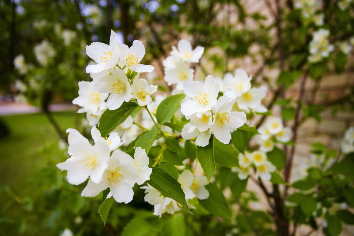 Seringat : variétés, plantation et bouturage du jasmin des poètes