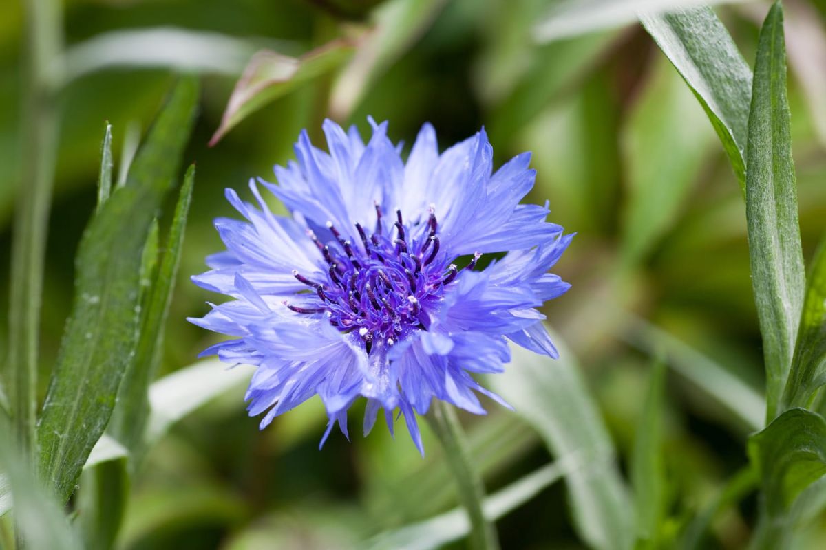 Fleurs bleues