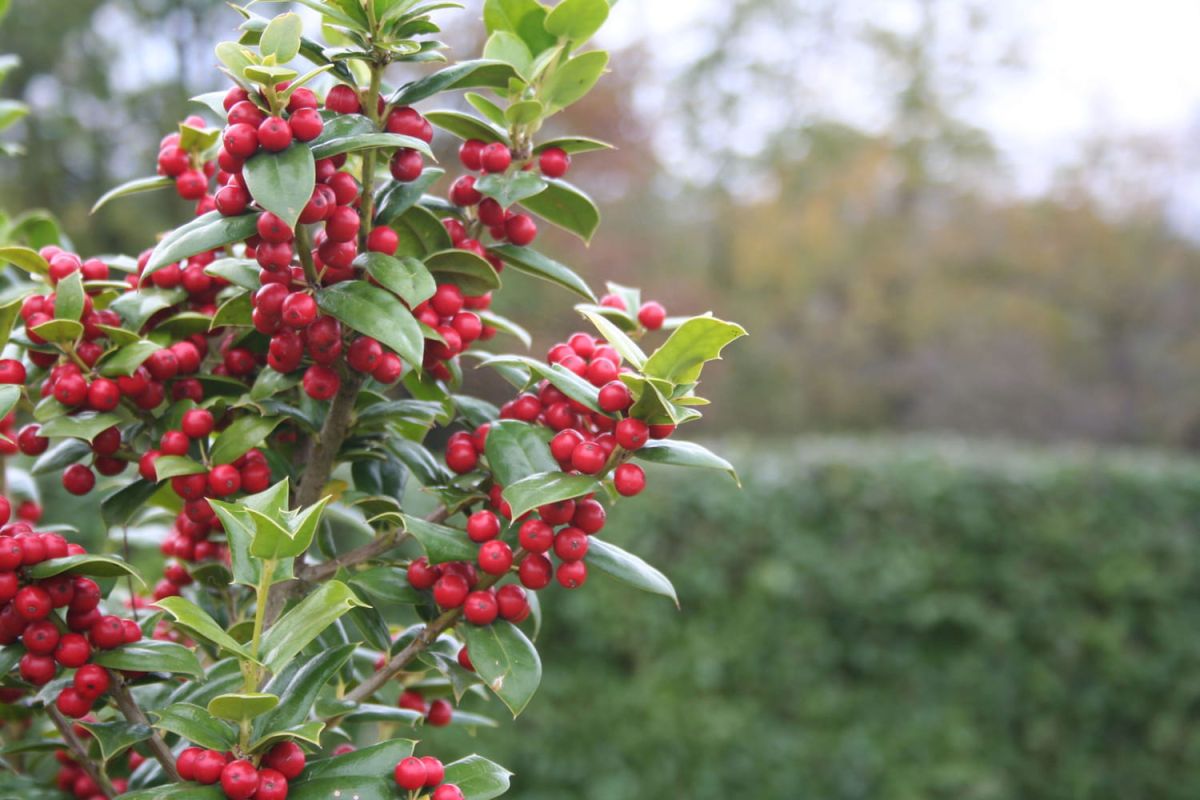 Les arbres et arbustes à baies pour un jardin coloré cet hiver