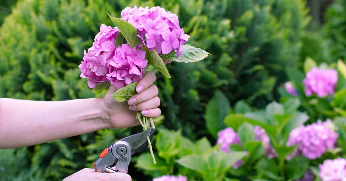 Quand et comment tailler les hortensias ?