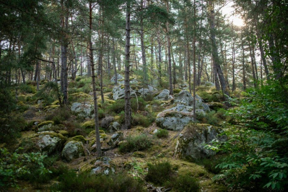 Fontainebleau : joyau de biodiversité en danger face aux flammes