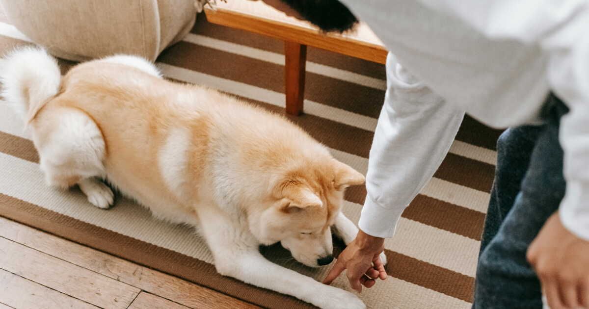Des solutions pratiques pour éliminer les poils d'animaux de votre tapis