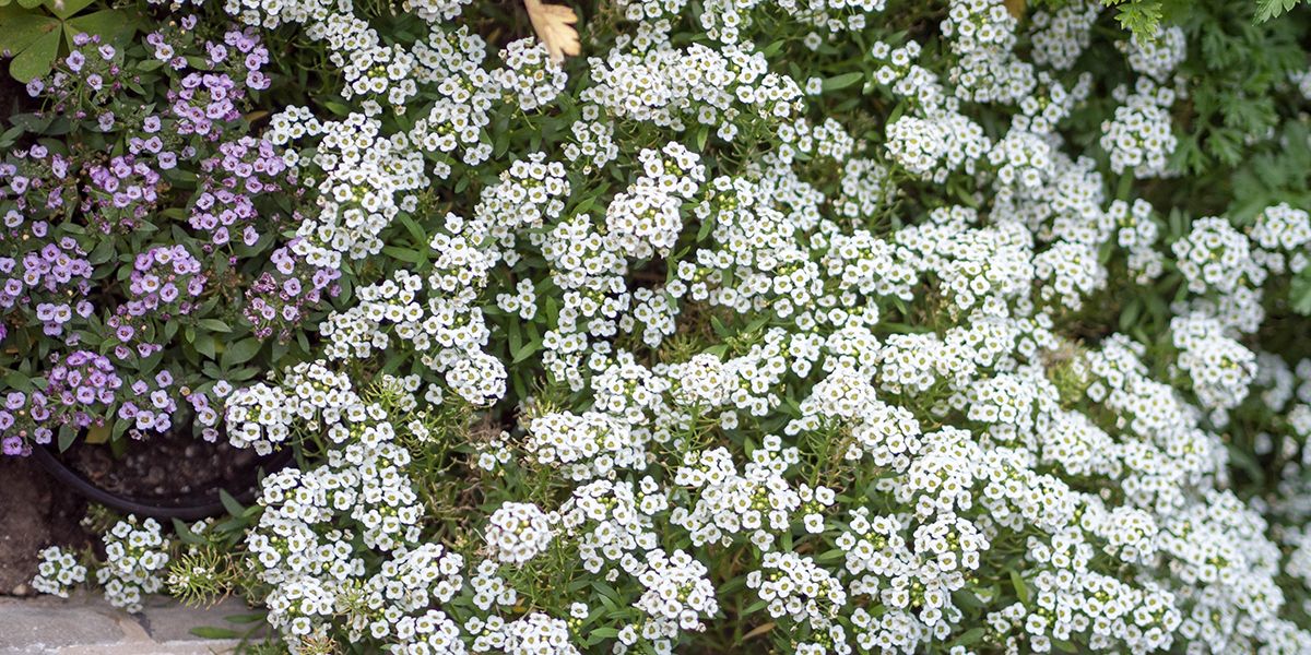 découvrez les fleurs les plus parfumées pour un jardin enchanteur