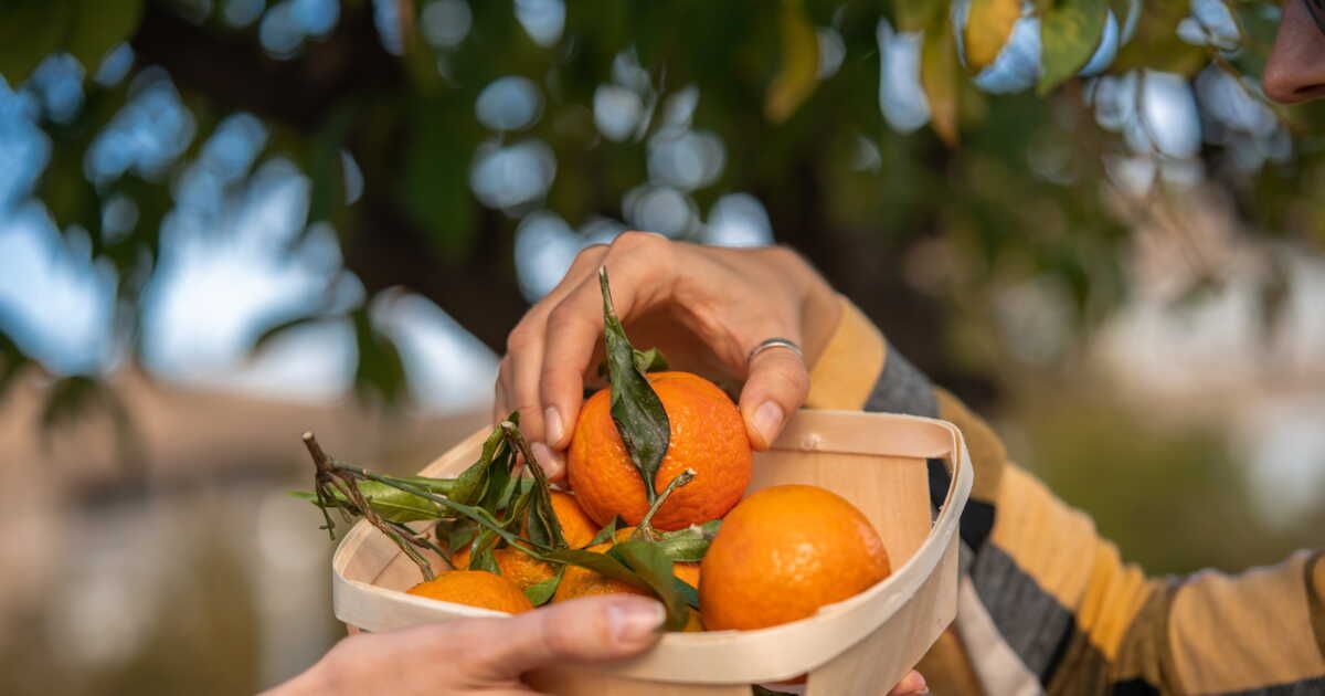 Redécouvrez les peaux de clémentines : 7 idées ingénieuses
