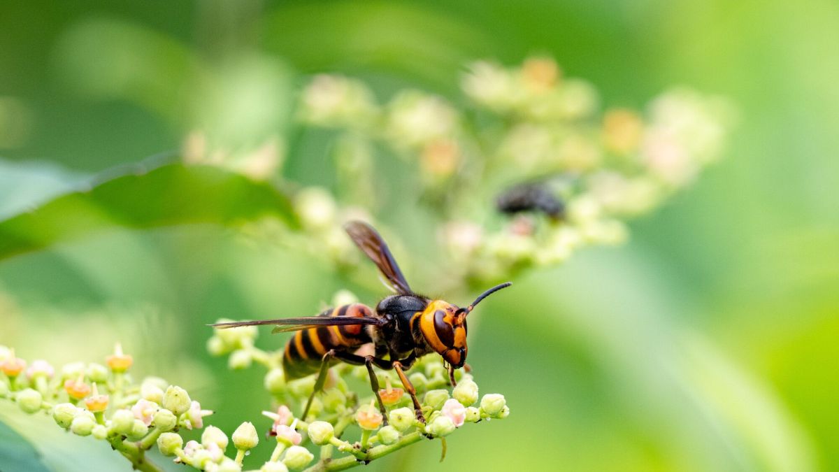 Un piège innovant et écoresponsable pour neutraliser les frelons asiatiques