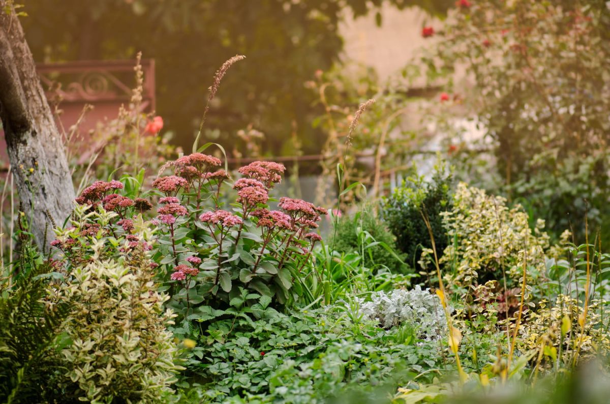 Ces plantes souvent détestées qui transforment votre jardin en un écosystème harmonieux