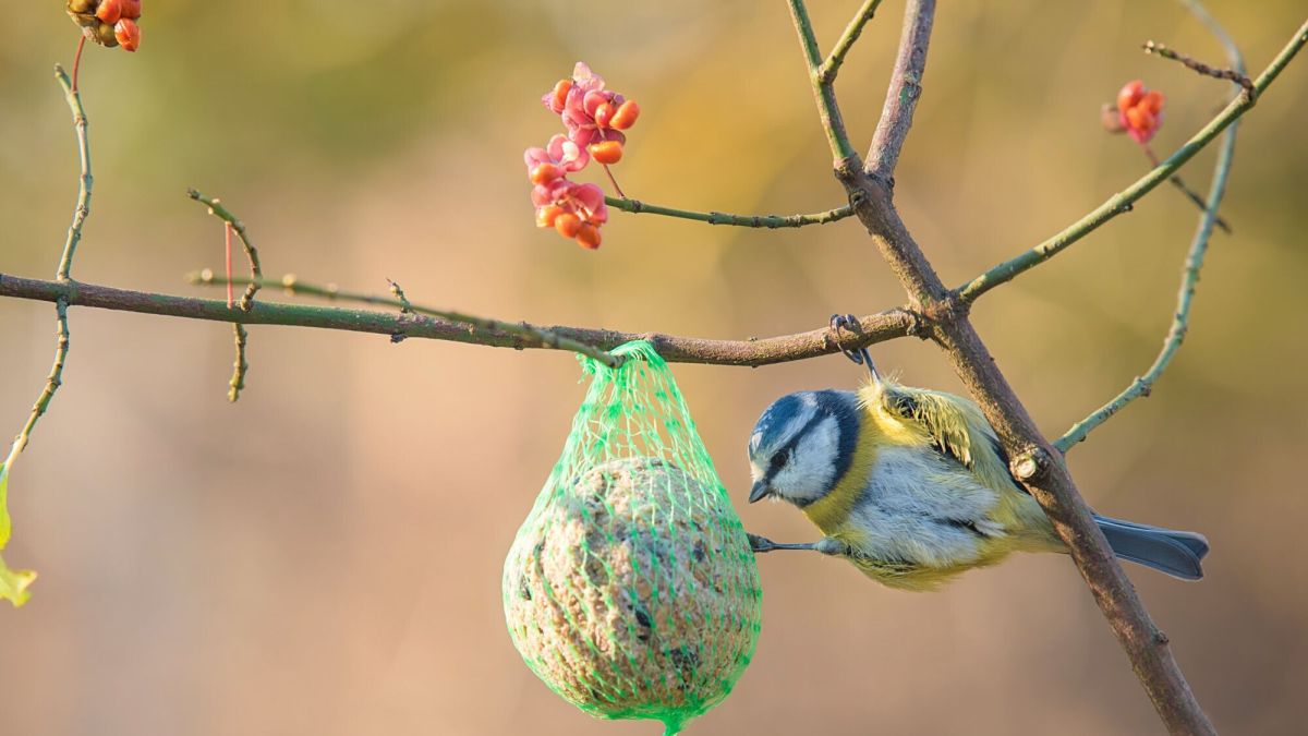 6 astuces pour accueillir les oiseaux dans votre jardin cet hiver